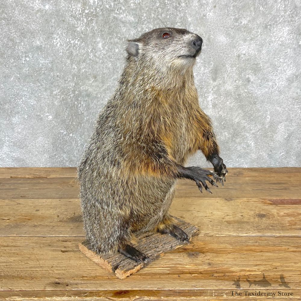 Yellow-Bellied Marmot Life-Size Mount For Sale #24704 @ The Taxidermy Store