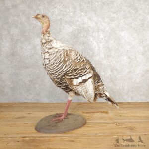 Smokey-Grey Turkey Hen Bird Mount For Sale #21010 @ The Taxidermy Store