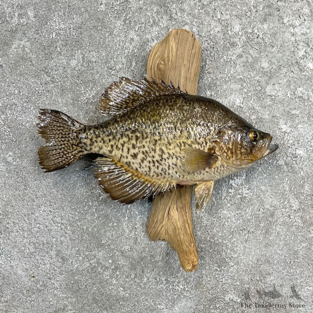 Black Crappie Fish Mount For Sale #27444 @ The Taxidermy Store