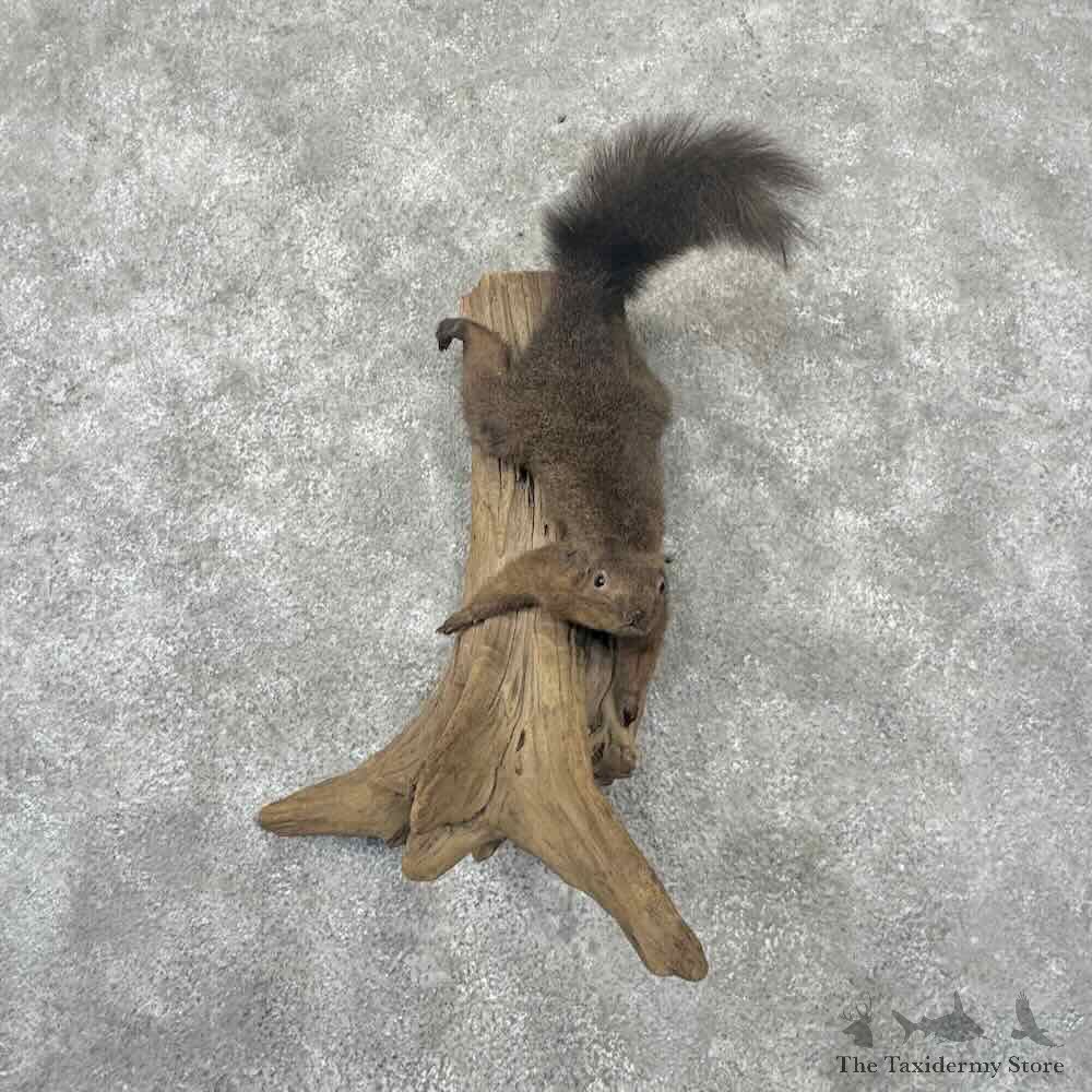 Chocolate Grey Squirrel Life Size Mount For Sale #32216 @ The Taxidermy Store