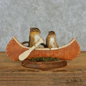 Novelty Canoeing Chipmunks #12942 For Sale @ The Taxidermy Store