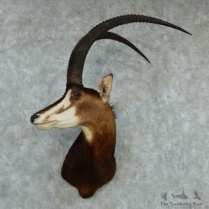 African Sable Taxidermy Shoulder Mount #13336 For Sale @ The Taxidermy Store