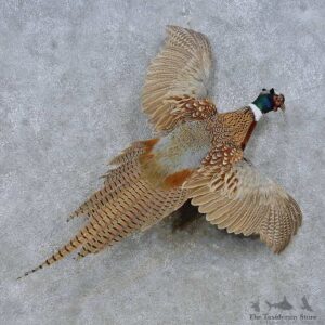 Flying Ringneck Pheasant Mount For Sale #15047 @ The Taxidermy Store