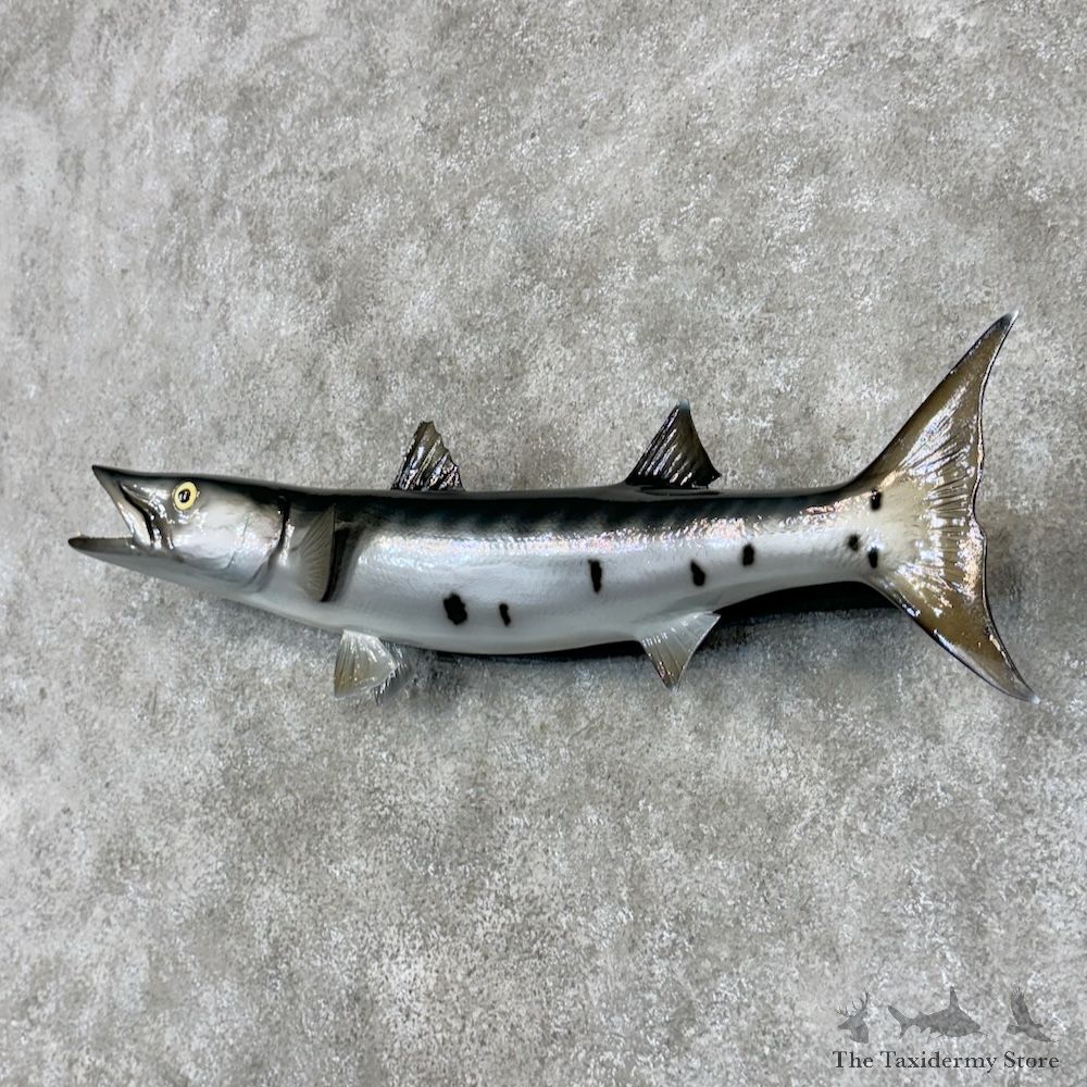 Barracuda Fish Mount For Sale #29806 @ The Taxidermy Store