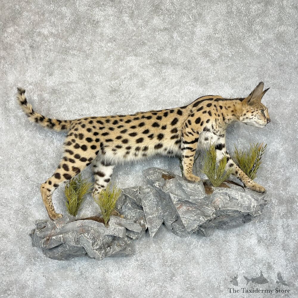 African Serval Life-Size Mount For Sale #28681 @ The Taxidermy Store