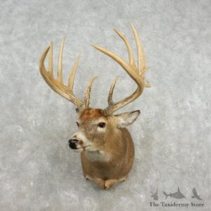 Whitetail Deer Shoulder Mount For Sale #17360 @ The Taxidermy Store