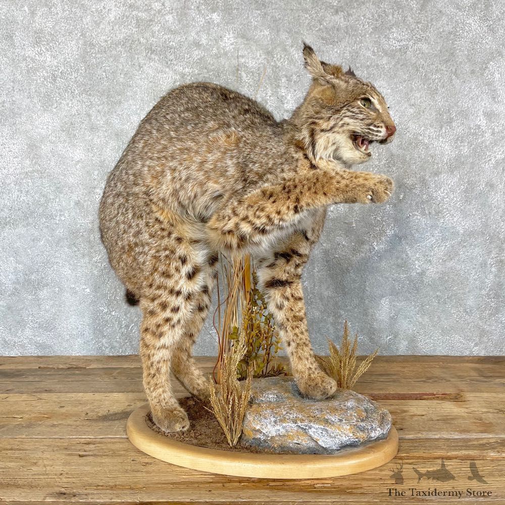 Bobcat Life-Size Mount For Sale #24331 @ The Taxidermy Store