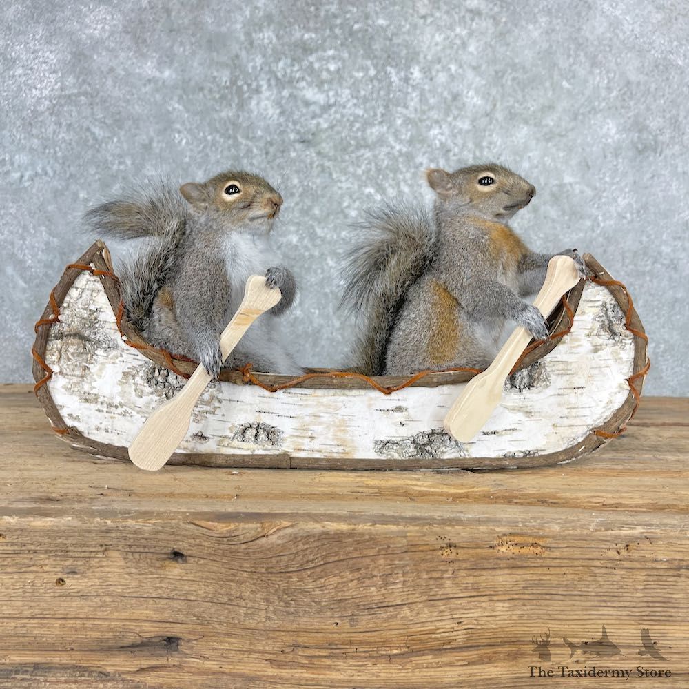 Canoeing Squirrels Novelty Mount For Sale #27012 @ The Taxidermy Store
