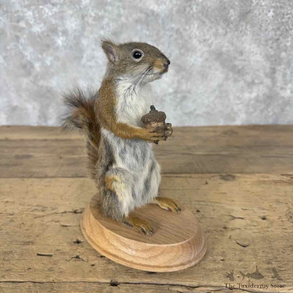 Red Pine Squirrel Life-Size Mount For Sale #31614 @ The Taxidermy Store