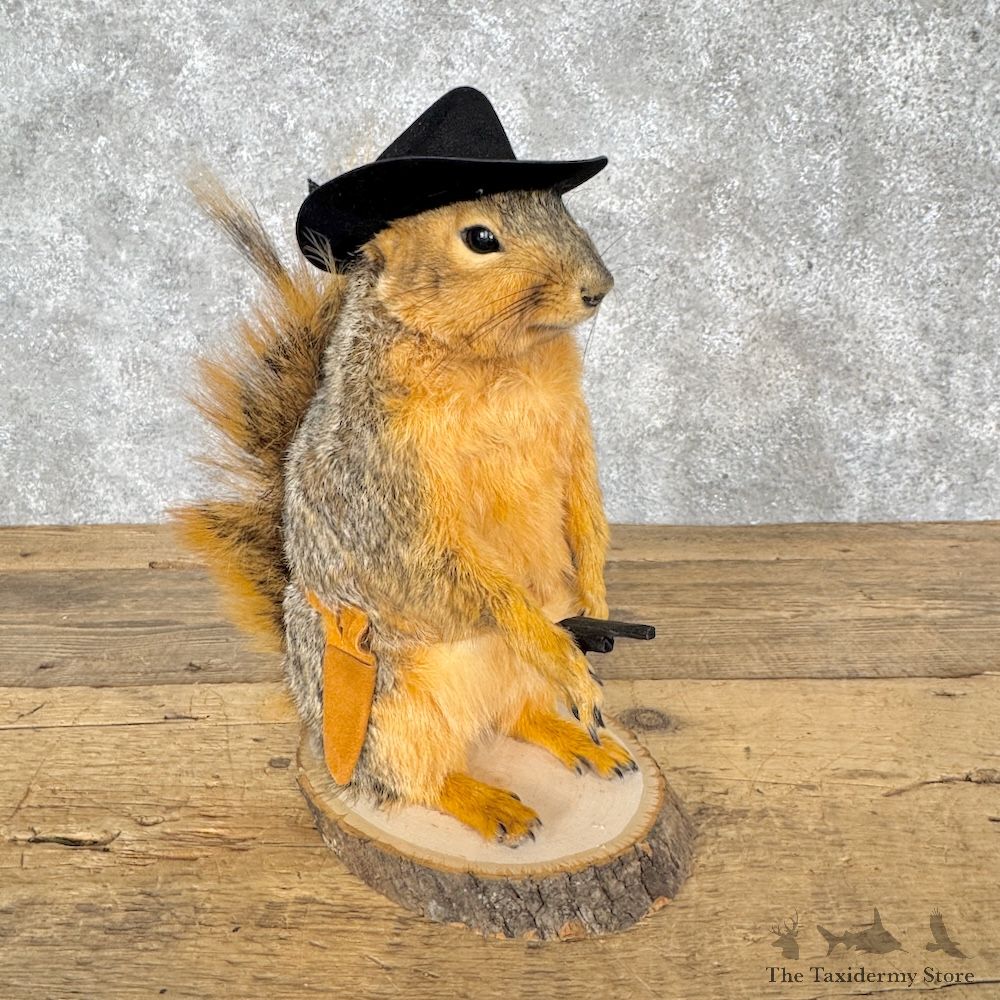 Cowboy Fox Squirrel Novelty Mount For Sale #30217 @ The Taxidermy Store