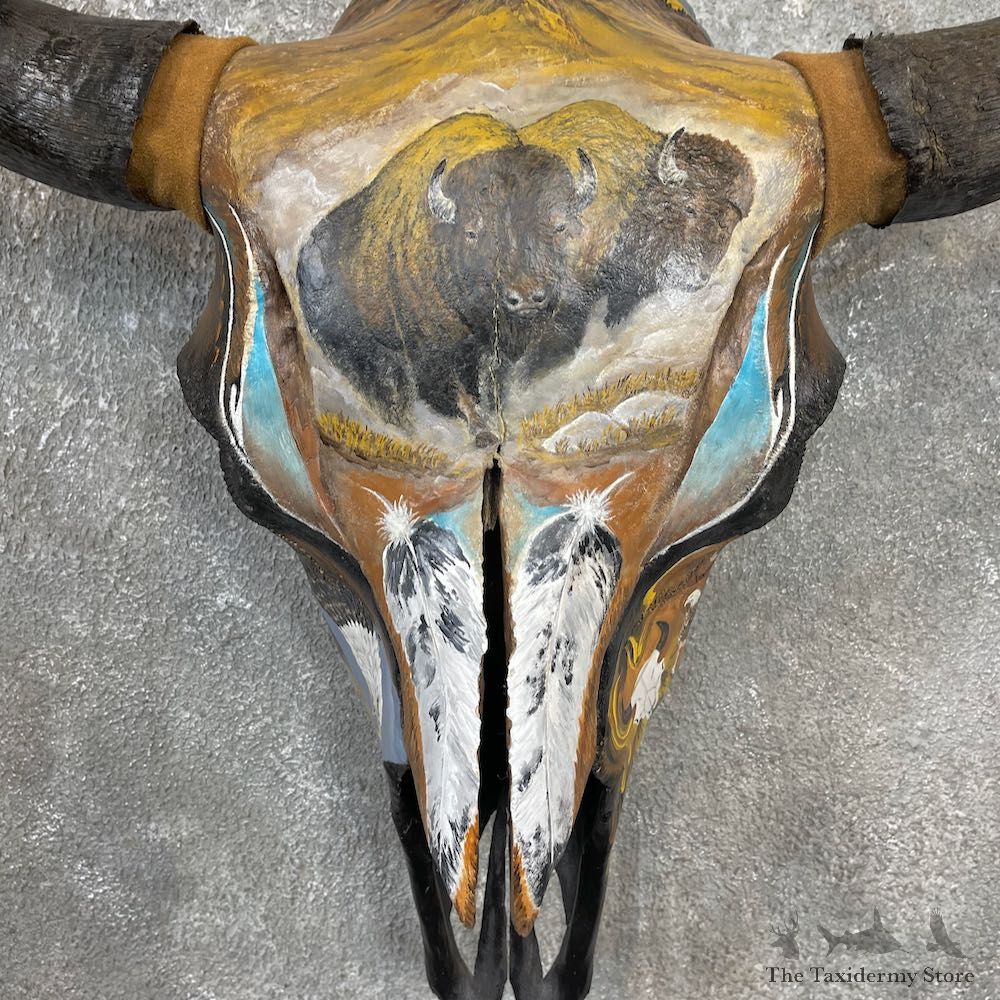 Buffalo Bison Skull Mount For Sale #26251 @ The Taxidermy Store