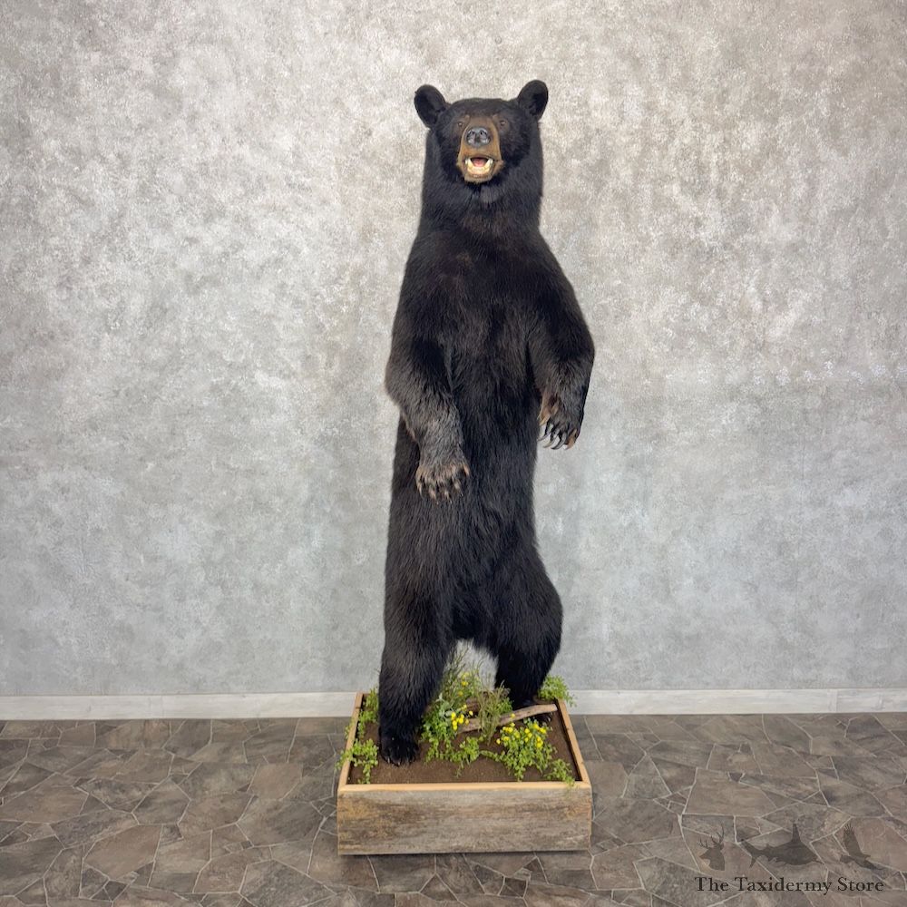 Black Bear Life-Size Mount For Sale #30143 @ The Taxidermy Store