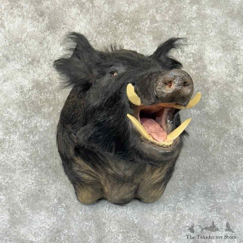 Wild Boar Shoulder Mount For Sale #30863 @ The Taxidermy Store