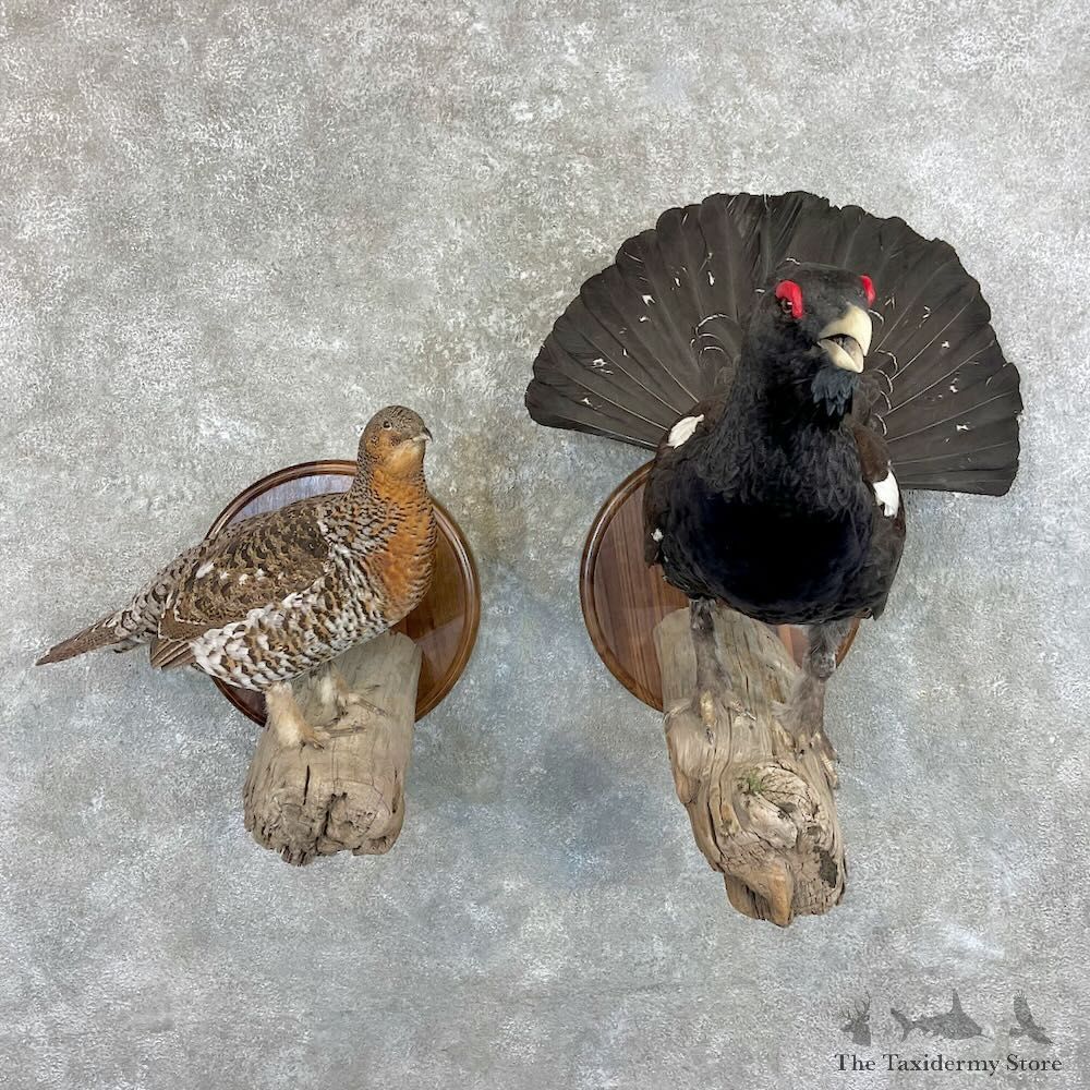 Western Capercaillie Pair Bird Mount For Sale #27785 @ The Taxidermy Store