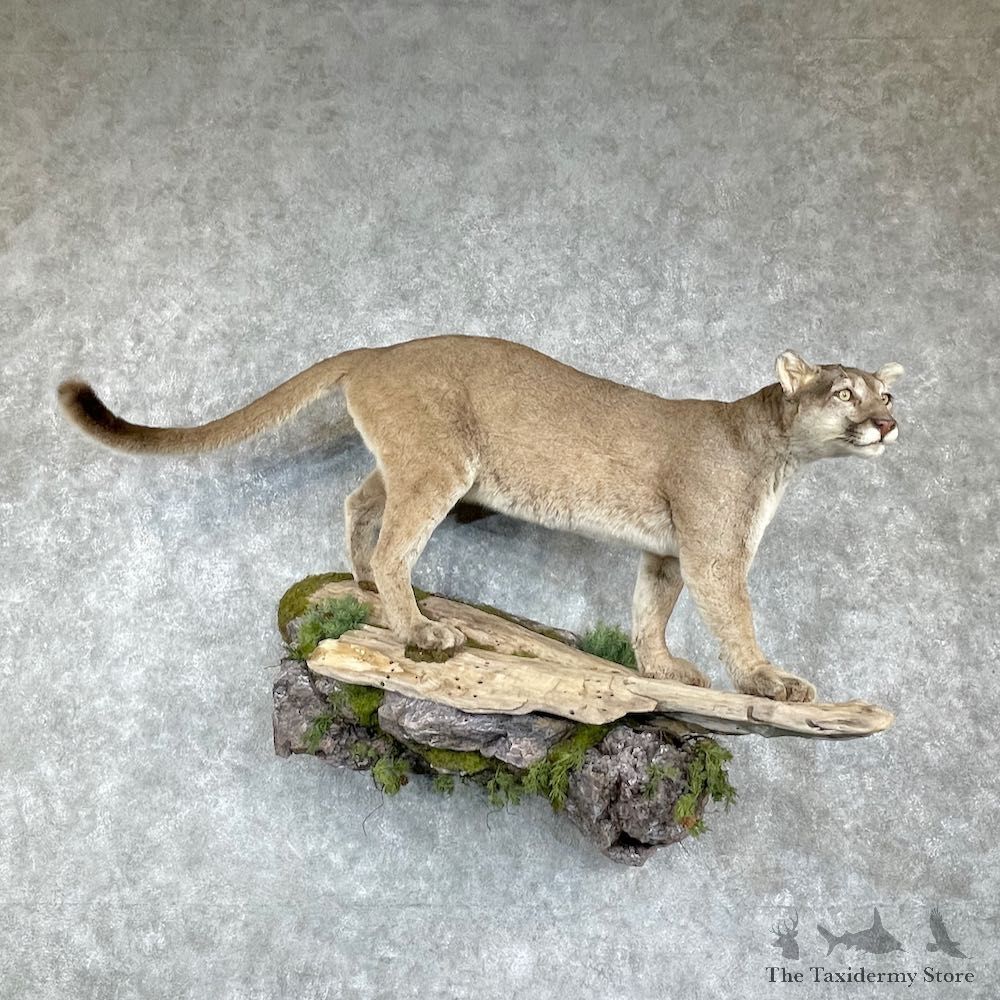 Mountain Lion Life-Size Mount For Sale #25851 @ The Taxidermy Store