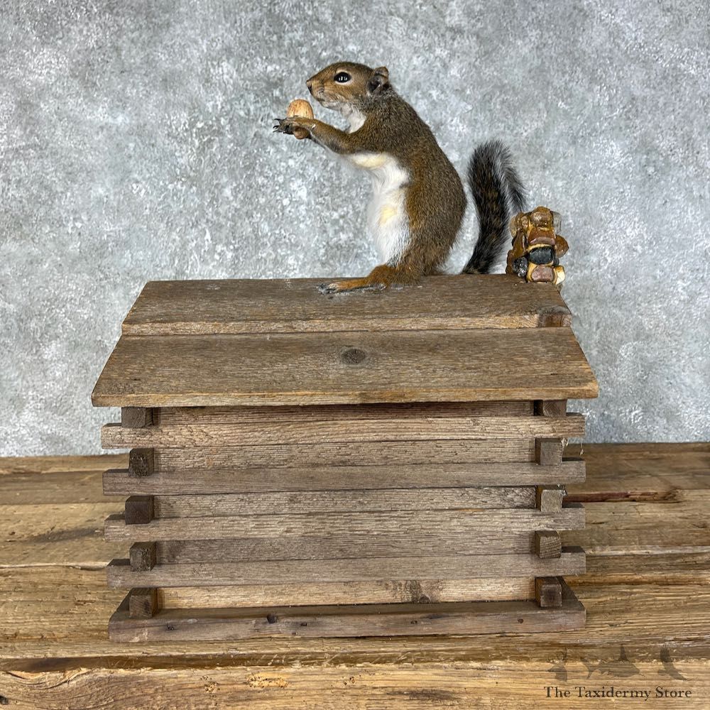Squirrel Novelty Mount For Sale #25458 @ The Taxidermy Store