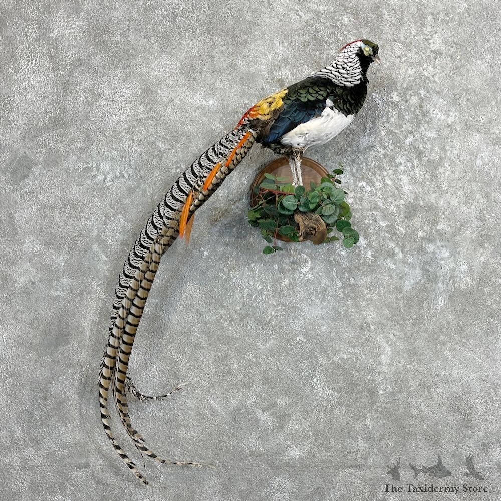 Lady Amherst Pheasant Taxidermy For Sale #27318 @ The Taxidermy Store
