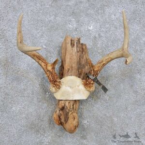Whitetail Deer Antler Mount For Sale #14288 @ The Taxidermy Store