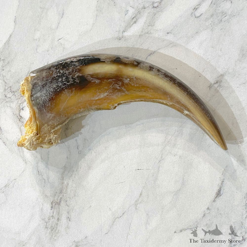 Grizzly Bear Claw For Sale #24893 - The Taxidermy Store