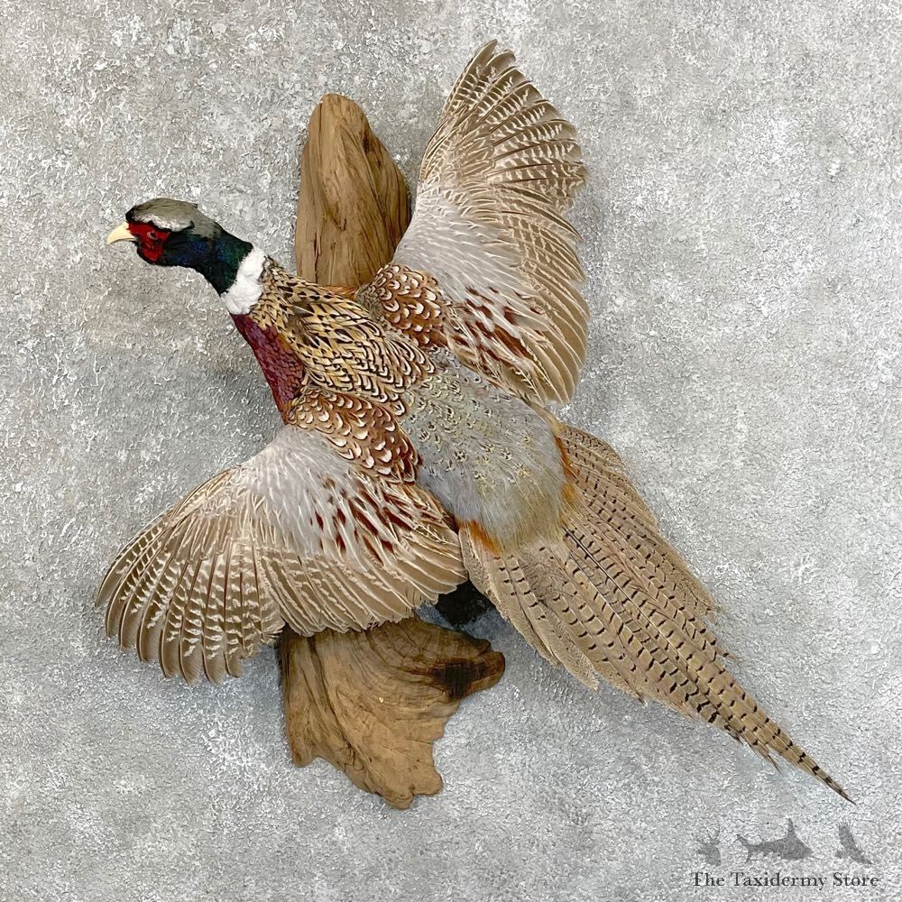 Ringneck Pheasant Bird Mount For Sale #24198 @ The Taxidermy Store