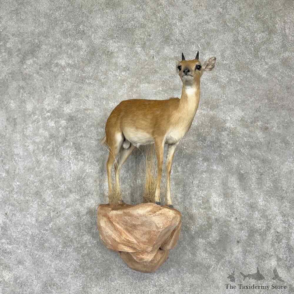 Sharpes Grysbok Life-Size Mount For Sale #31655 @ The Taxidermy Store