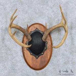 Whitetail Antler Plaque Mount For Sale #13884 For Sale @ The Taxidermy Store