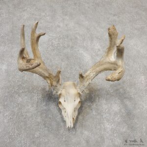 Whitetail Deer Skull European Mount For Sale #19151 @ The Taxidermy Store