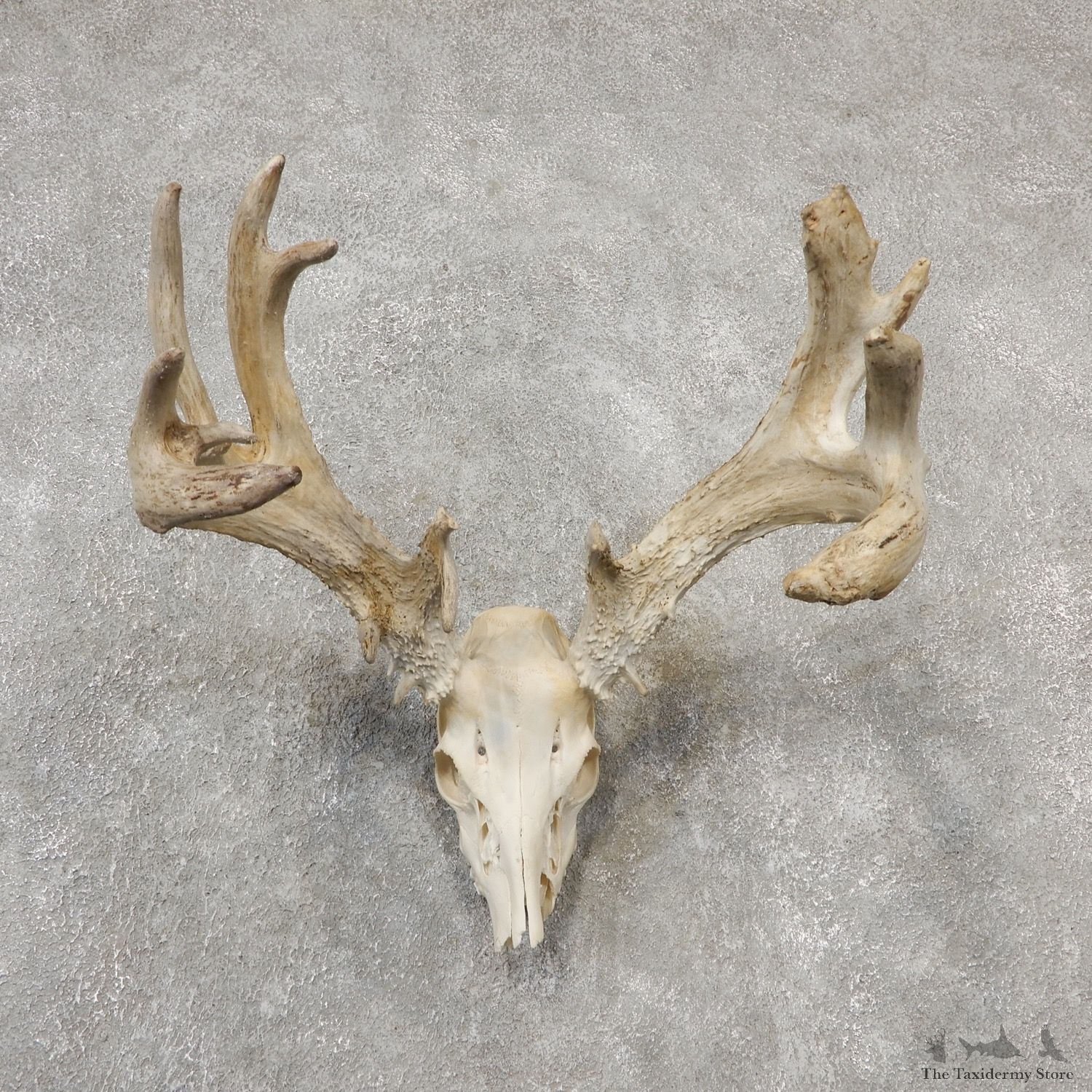 Whitetail Deer Skull European Mount For Sale #19151 @ The Taxidermy Store