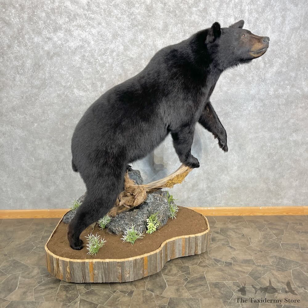 Black Bear Life-Size Mount For Sale #28374 @ The Taxidermy Store