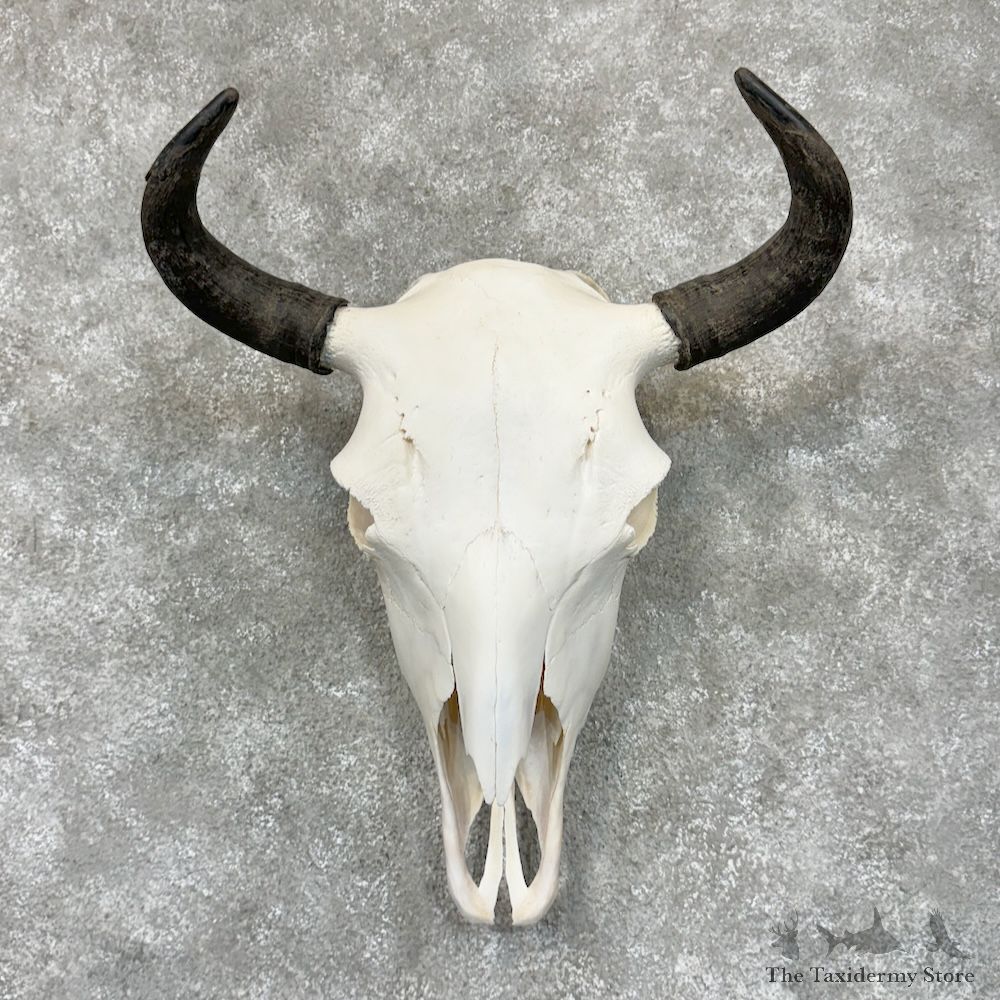 American Buffalo Bison Skull Mount For Sale #29593 @ The Taxidermy Store