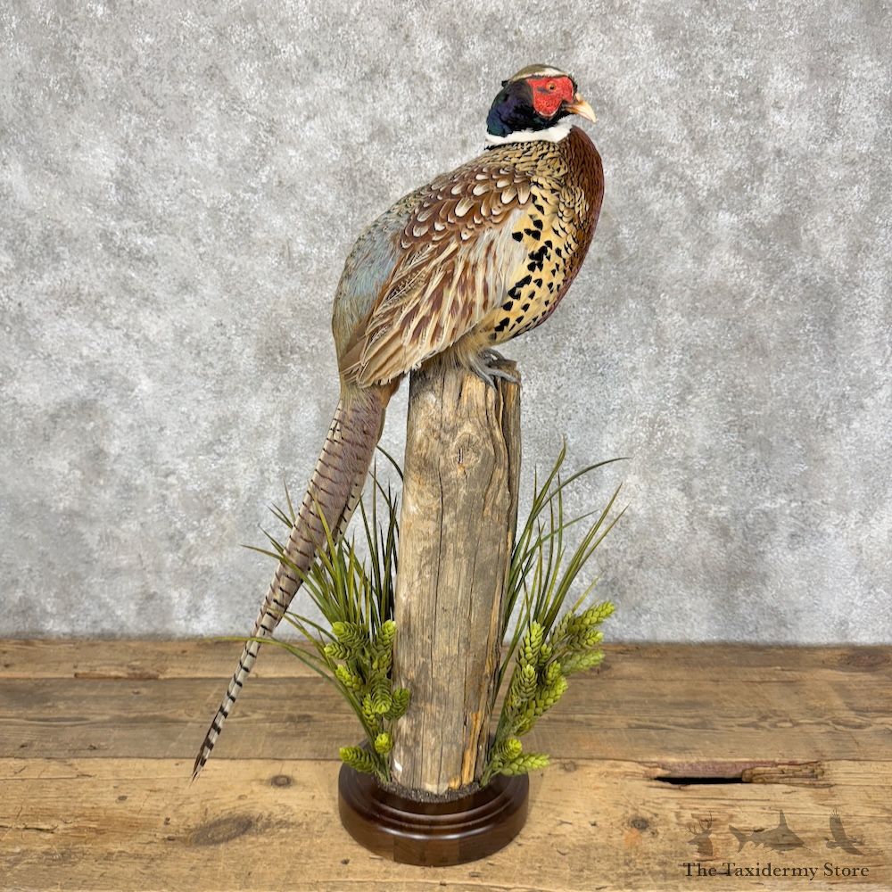Ringneck Pheasant Bird Mount For Sale #29514 @ The Taxidermy Store