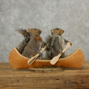 Two Novelty Canoe Grey Squirrels 17101 @The Taxidermy Store