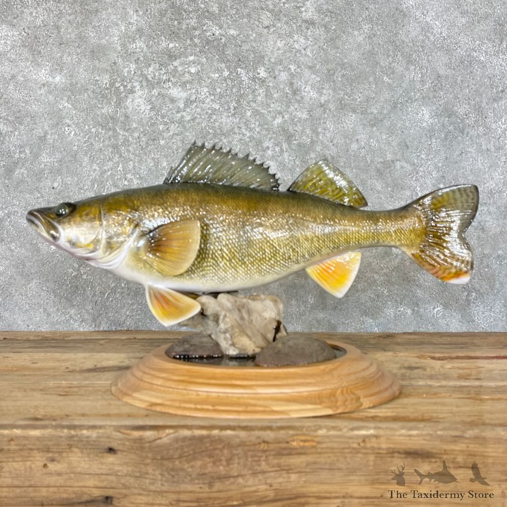 Walleye Fish Mount For Sale #27598 @ The Taxidermy Store