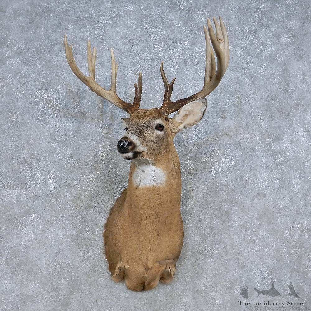 Whitetail Deer Shoulder Mount For Sale #14843 @ The Taxidermy Store