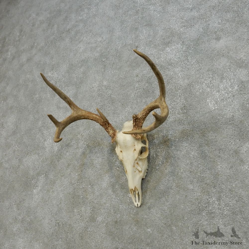 Whitetail Deer Skull European Mount For Sale #14641 @ The Taxidermy Store