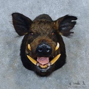 Black Boar Shoulder Mount For Sale #15534 @ The Taxidermy Store