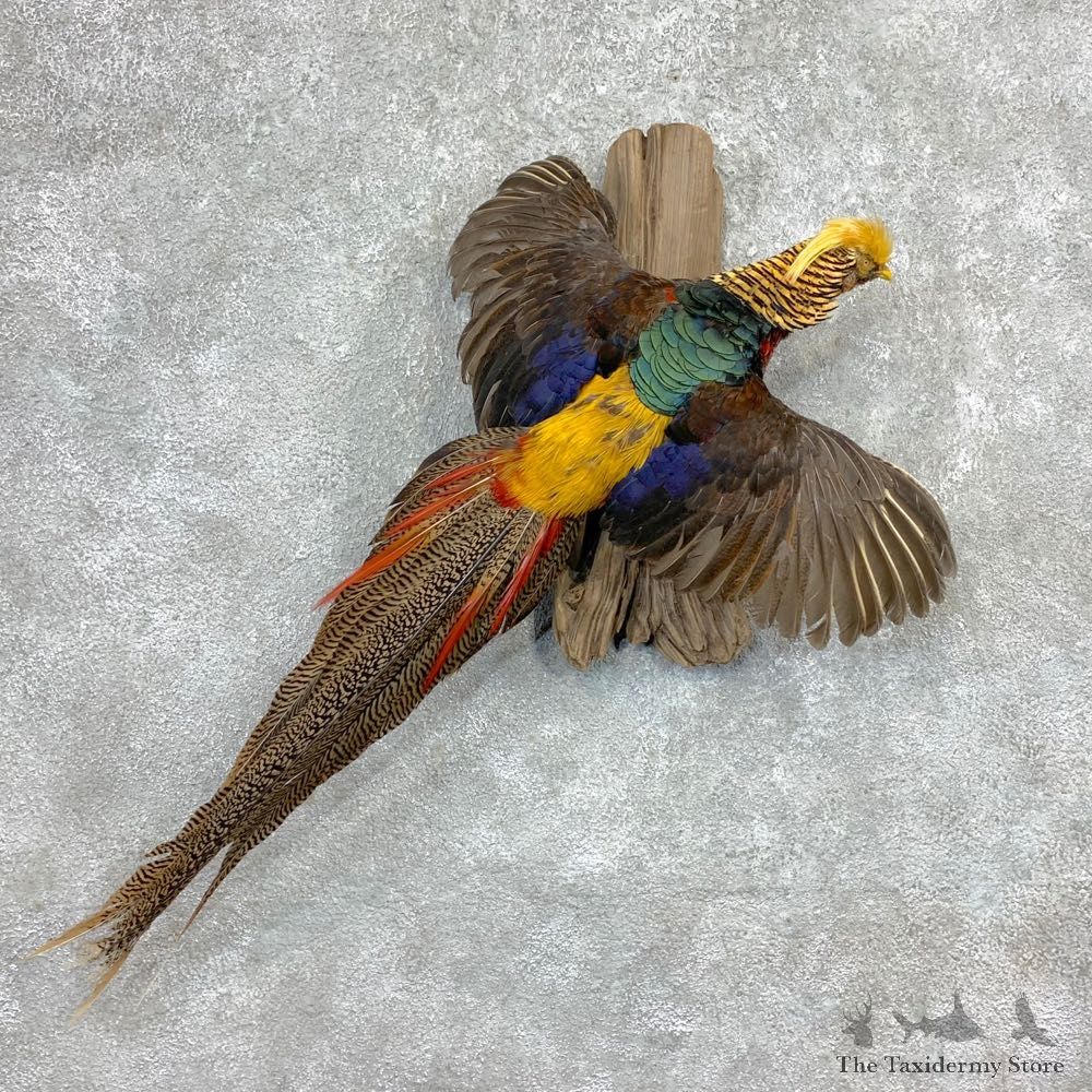 Red Golden Pheasant Mount For Sale #23373 @ The Taxidermy Store