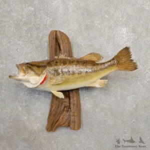 Largemouth Bass Fish Mount For Sale #20574 @ The Taxidermy Store
