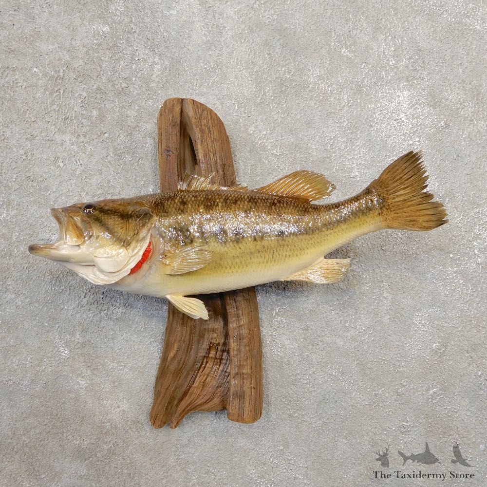 Largemouth Bass Fish Mount For Sale #20574 @ The Taxidermy Store