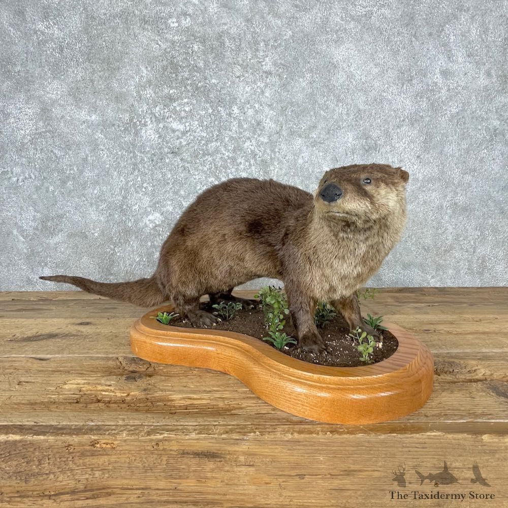 River Otter Life-Size Mount For Sale #26997 @ The Taxidermy Store