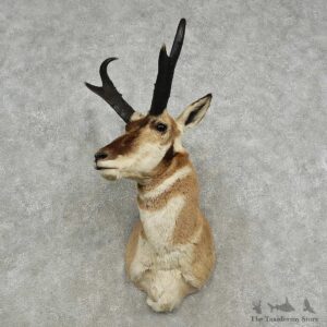 Pronghorn Antelope Shoulder Mount For Sale #16913 @ The Taxidermy Store