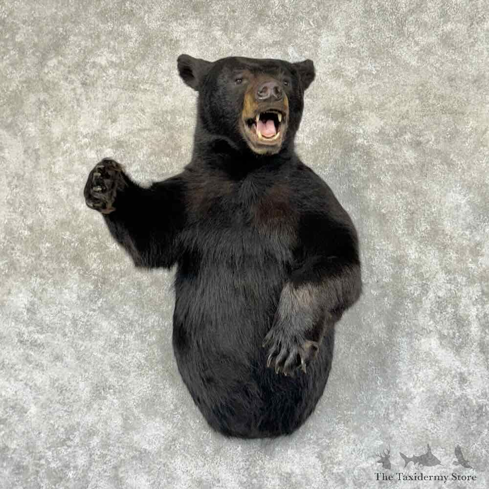 Black Bear Half-Life-Size Mount For Sale #30869 @ The Taxidermy Store
