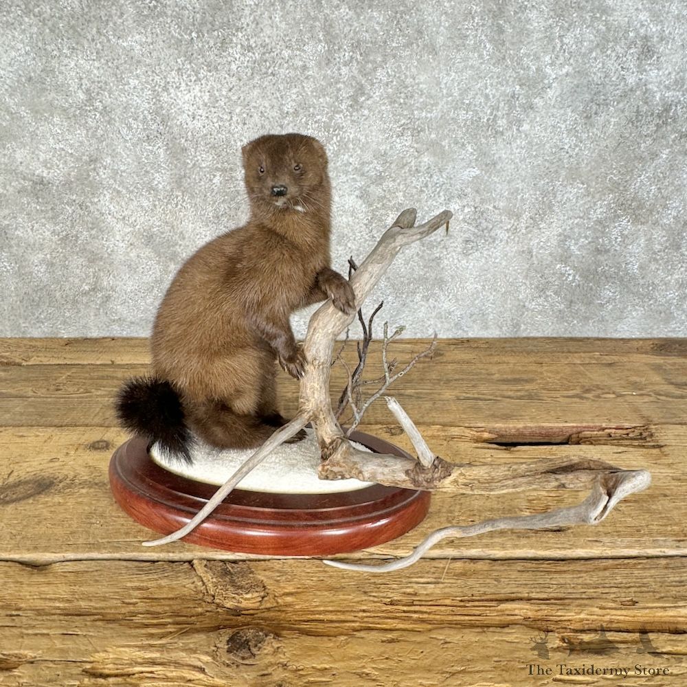 Mink Life-Size Mount For Sale #29678 @ The Taxidermy Store