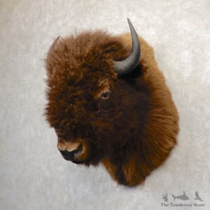 American Buffalo Shoulder Taxidermy Mount For Sale #20338 @ The Taxidermy Store