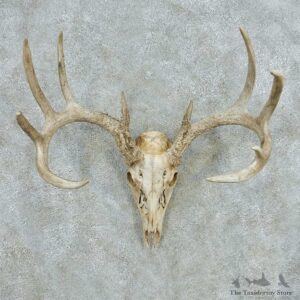 Whitetail Deer Skull Antlers European Mount #13567 For Sale @ The Taxidermy Store