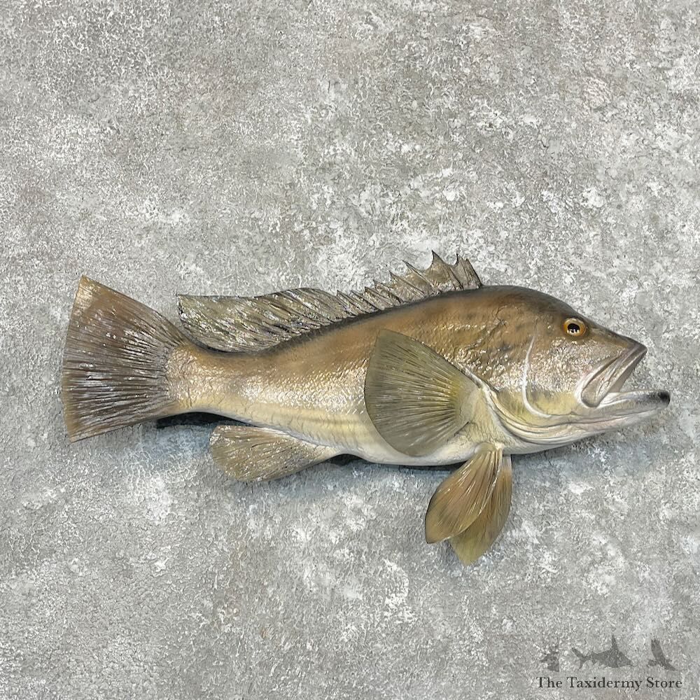 Sea Bass Fish Mount For Sale #27710 @ The Taxidermy Store