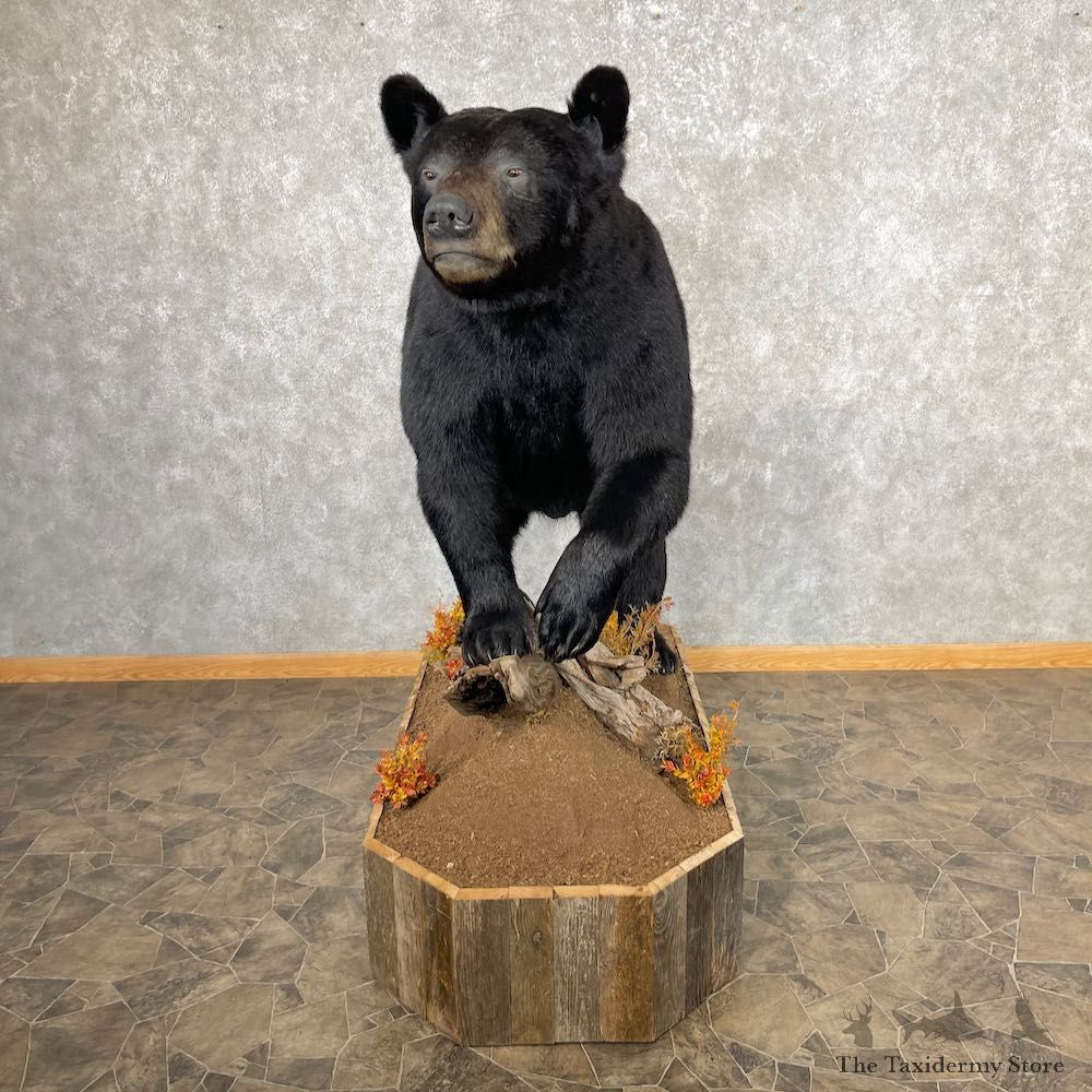 Black Bear Life-Size Mount For Sale #26742 @ The Taxidermy Store