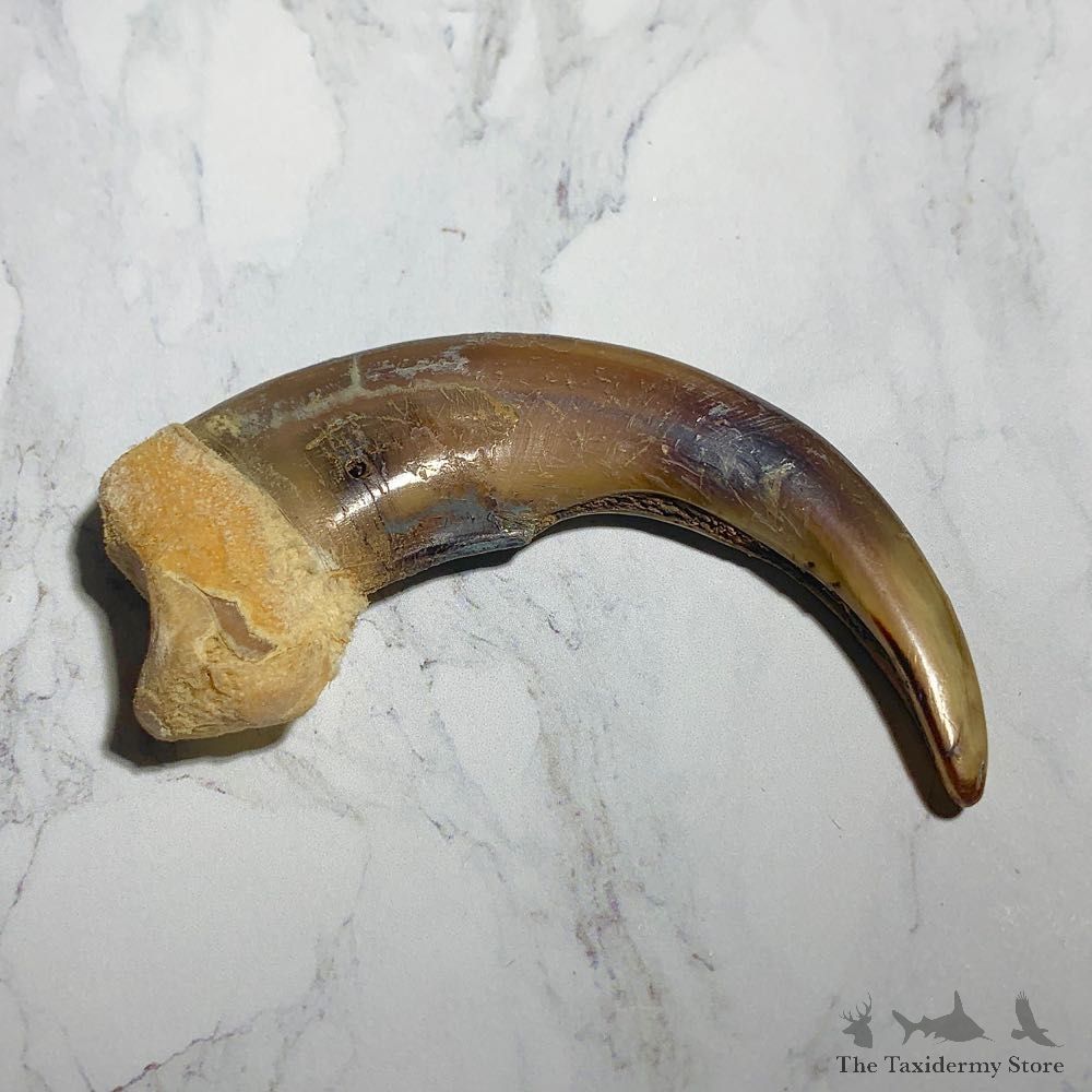 Grizzly Bear Claw For Sale #23776 - The Taxidermy Store