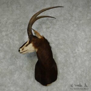 African Sable Shoulder Mount #13809 For Sale @ The Taxidermy Store