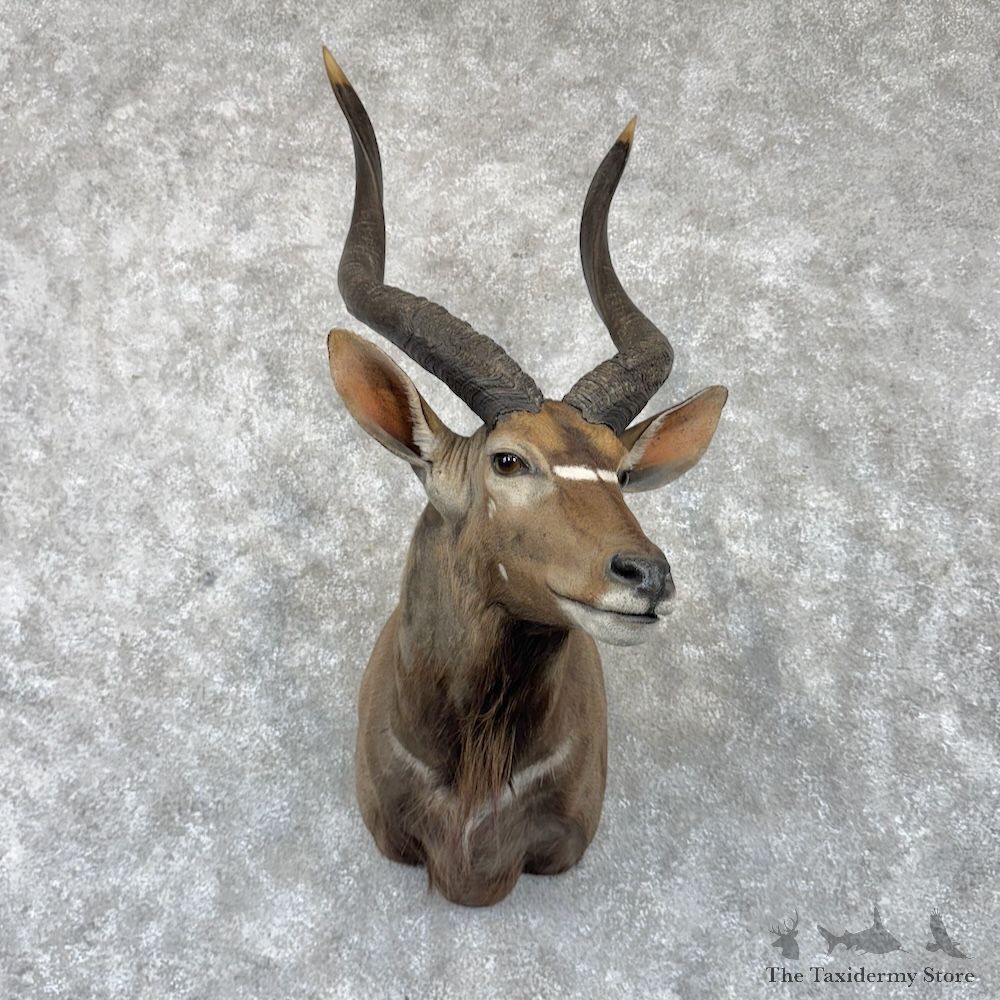 African Nyala Shoulder Mount For Sale #30271 @ The Taxidermy Store